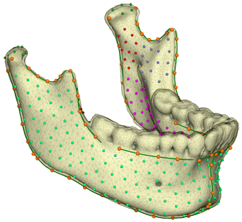 [mandible template]